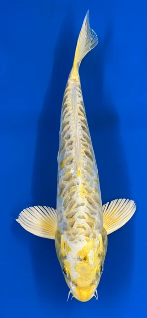 Ki Kikokuryu 10" Foto 1 de 1