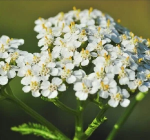 200+ Yarrow Seeds (Achillea millefolium) Medicina Herbl Organic, Heirloom - Picture 1 of 6