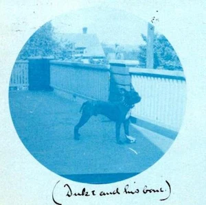 ¿BOXER CIANOTIPO 1908? PERRO "DUQUE Y SUS HUESOS" ANTIGUA FOTO REAL POSTAL - Imagen 1 de 3