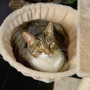 Runesol CAT Tree Tower HAMMOCK Perch Bed Seat Plush Kitten Cradle Basket Nest - Picture 1 of 7
