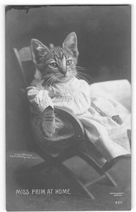 RPPC Dressed Cat "Miss Prim At Home" 1905 Cute Antique Rotograph Photo Postcard - Picture 1 of 2