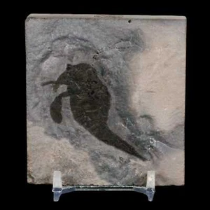 1.7" Eurypterus Sea Scorpion Fossil Eurypterid Silurian 420 Mil Yrs Old New York - Picture 1 of 8