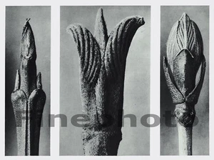 1929 Original BOTANICAL PLANT Photo Gravure, BLOSSFELDT - Picture 1 of 1