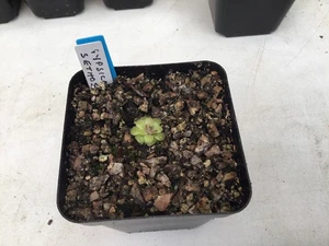 Pinguicula Gypsicola XSethos - Picture 1 of 1