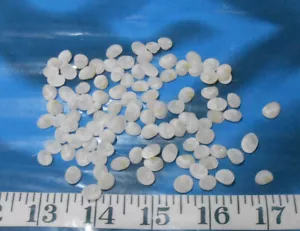 ~ Operculum ~ Opercula ~(100+)~ Translucent ~ Shellcraft ~ Sailor's Valentines ~ - Picture 1 of 5