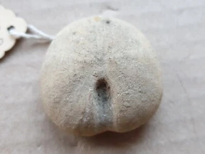 Nucleolites sp. - Malm (Corallian Limestone) - Beckley (Oxfordshire/GB) -Seeigel - Bild 1 von 9