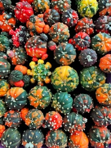 1pcs Astrophytum asterias variegate rare cacti 202 - Picture 1 of 4