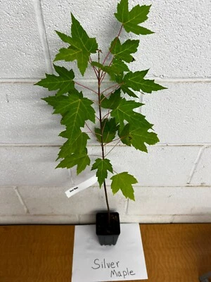 Silver Maple qt pot (Acer saccharinum) - Image 1 of 4