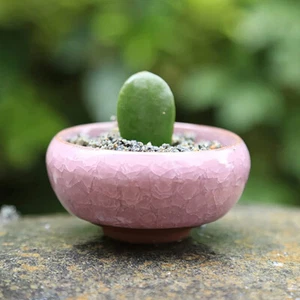 Ice-Crack Glaze Flower Ceramics Succulent Planter Mini Plant Garden Flowerpot - Bild 1 von 11