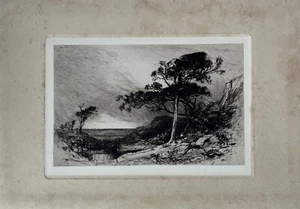 Radierung Kiefer Pinie an der Küste Ostsee? 19. Jahrhundert unleserlich signiert - Bild 1 von 9