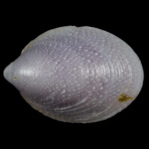 SEPTARIA LUZÓNICA (Leyte, Filipinas) 20,5 mm #46696 - Imagen 1 de 3