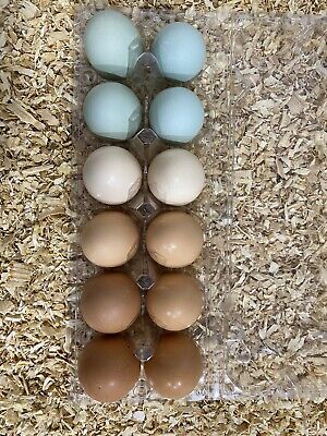 12 Fertilized Chicken Hatching Eggs- Colorful Mix -Rare Mix Possible • 25$