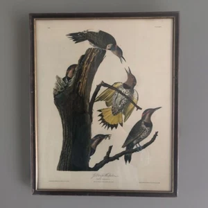 J.J.Aubudon Goldflügeliger Specht gerahmter Farblithographiedruck 17”x 21” - Bild 1 von 7