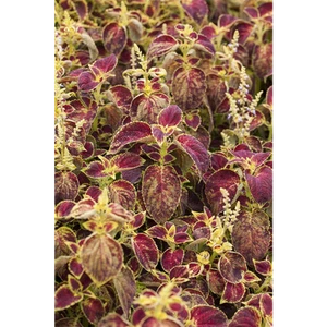 Buntnessel, Coleus 'Dipt in Wine' - Solenostemon 'Dipt in Wine', im Topf 12 cm - - Bild 1 von 4