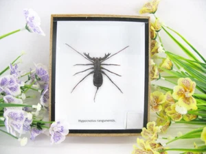Riesiger echter Geisel Skorpion - Hypocnotus ranguensis - in 3D Box - Taxidermie - Picture 1 of 12