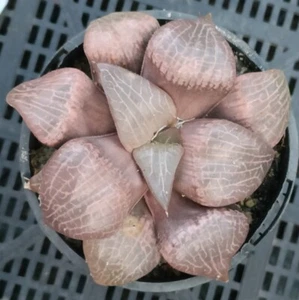 haworthia pink crystal about 10cm diameter 011 - Bild 1 von 2