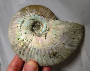 11.5 cm wide ammonite fossil with some rainbow nacre - Madagascar, Cretaceous - Picture 1 of 7