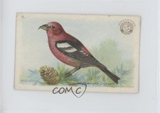 1922 Arm & Hammer Useful Birds of America Series 3 White-Winged Crossbill #8 1m8