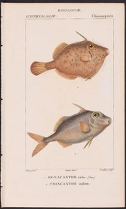 Turpin 1816 Antique hand-colored print: Filefish & triggerfish, sea life, fish - Picture 1 of 2