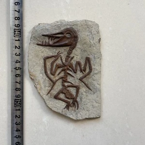 Fósil paleontológico único y auténtico 81301 - Imagen 1 de 3