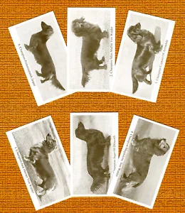 DACKEL LANGHAARIGES SET MIT SECHS BENANNTEN HUNDEN SAMMLERKARTEN HANDELSKARTEN TOLLES GESCHENK - Bild 1 von 1