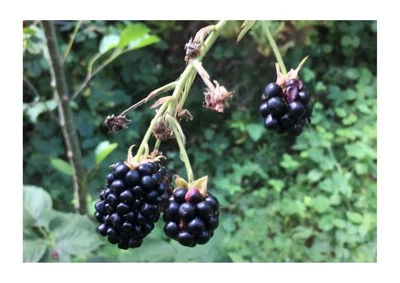 10x Rubus fruticosus dornenlose Brombeere Frucht Pflanzen - Samen B178 - Bild 1 von 4