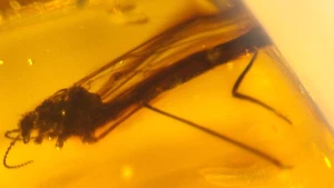 Kranichfliege mit Wespen Fliegen Käfer in schönem Dominikaner Bernstein Fossil Edelstein 6 Gramm - Bild 1 von 12