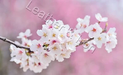 Cubierta de chequera de vinilo con diseño de rama de cerezo rosa Foto 1 de 2