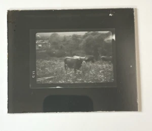 Antique Glass Plate Negative Farm Scene Cow Field Cattle Grazing Farming Vintage - Picture 1 of 4