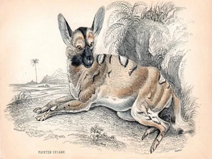 10799.Decor Poster.Room wall.Vintage Art design.African wild dog illustration - Picture 1 of 1