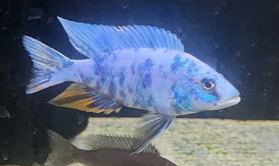 3" Male Blueberry OB Fryeri (Sciaenochromis Sp.) Africans Cichlid Fully Colored - Image 1 of 2