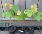 1 X Maple Acer Tree ,32-39cm Tall