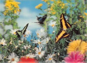Lot155 animal butterfly 3d card postcard south africa stereo card stereoscopic - Picture 1 of 2