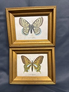 Vintage - 1970's Butterfly Prints - Framed - Le P. Apollon & Le P. Machaon - Picture 1 of 17