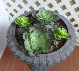 2 große 2 Mini Schnee Lotus Kunststoff Kunstrasen Sukkulenten Pflanzen - Bild 1 von 4