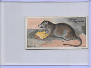 1908 The Brown Rat Nature Series Imperial Tobacco John Player & Sons Card #46 - Bild 1 von 2