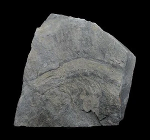 4.7"RARE EARLY VASCULAR PLANT BARAGWANATHIA LONGIFOLIA FOSSIL VICTOR AUSTRALIA 6 - Picture 1 of 3