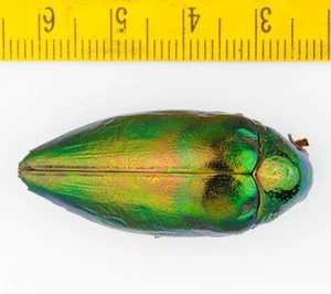 ESCARABAJO - BUPRESTIDAE - Sternocera sp (aberración de color) - 2216 - Imagen 1 de 2