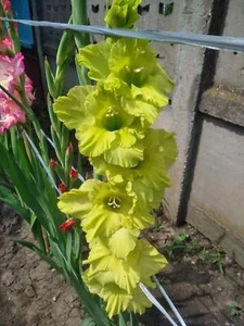 rare10 small bulblets(not big bulbs)Gladiolus green gladiolus - Picture 1 of 3