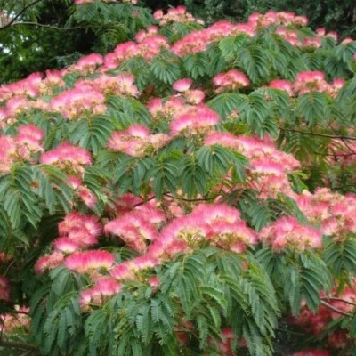 PERSIAN SILK TREE 10 SEEDS ALBIZIA JULIBRISSIN HARDY EDIBLE FLOWERING TREE - Image 1 of 4