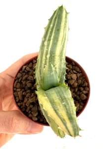 Aloe ferox var. marlothii VARIEGATED 7431 - Bild 1 von 2