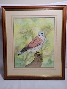 Original Acuarela Cernícalo Enmarcado Firmado Anne Jones 53.5x46cm Raro Prop - Imagen 1 de 17