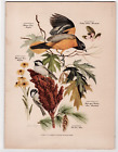 Vintage Arthur Singer Bird Print Mid Century East Coast Birds Ready to Hang