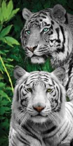 Weißer Tiger Dschungel Strand Badetuch 30" x 60" wilde Tiere Velours 100% Baumwolle - Bild 1 von 1