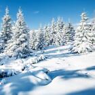 20 Servietten Winter Scenery Wald Bume Weihnachten SchneeTischdeko 33x33