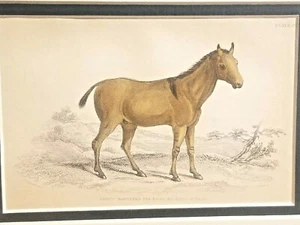 BEAUTIFUL 1840's HAND WATERCOLOR HORSE LITHOGRAPH PRINT YO-TO-KE EQUESTRIAN - Picture 1 of 6