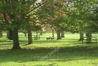Photo 6x4 Deer, Houghton Hall New Houghton/TF7927 Fallow deer in the dee c2010