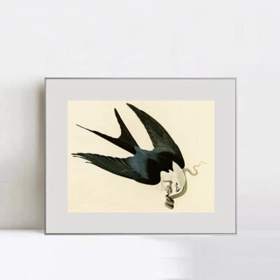 Lienzo enmarcado impresión giclee halcón cola golondrina por John James Audubon decoración del hogar Foto 1 de 4