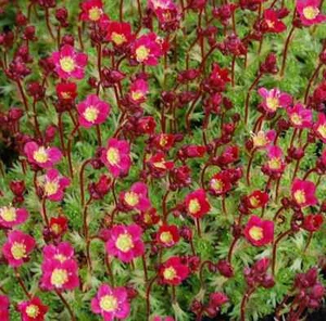 Cava di muschio Pixie - Saxifraga arendsii - Foto 1 di 1
