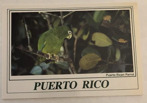 Puerto Rica Parrot - Postcard (B1) - Picture 1 of 2